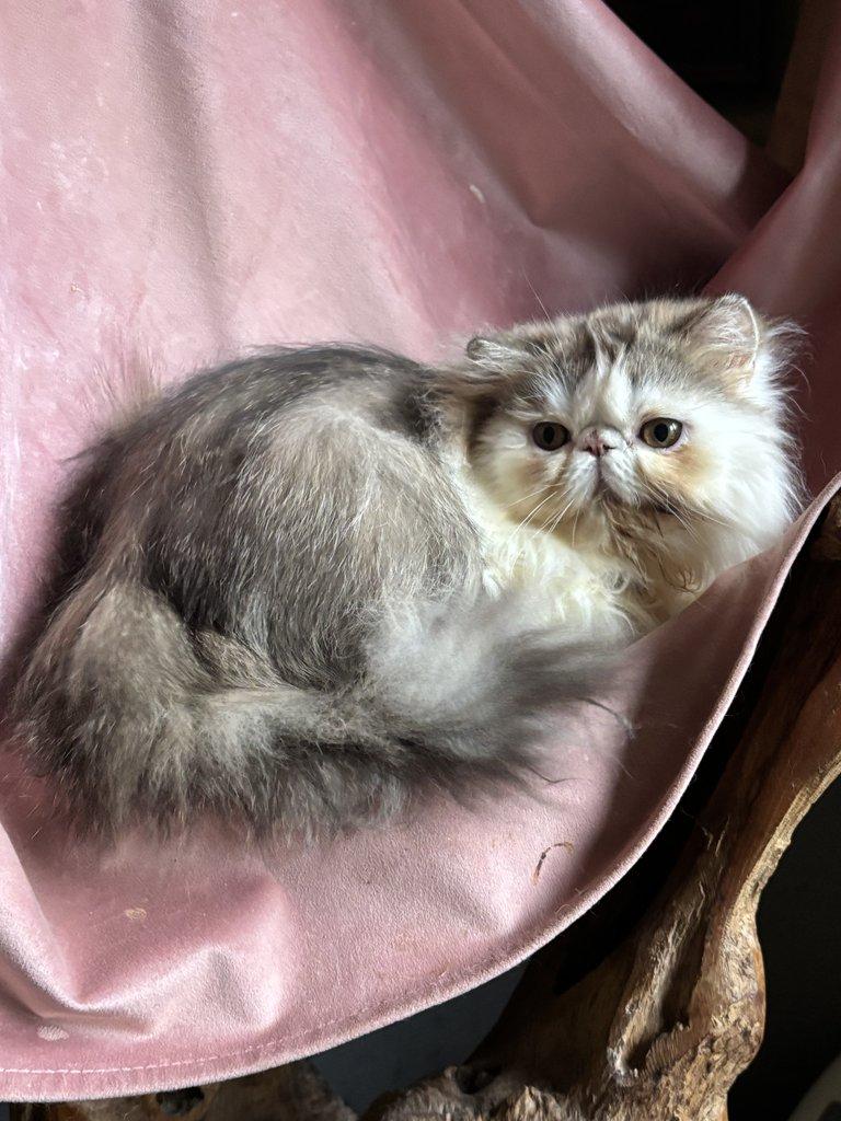 Chovatelská stanice RELLA.cz