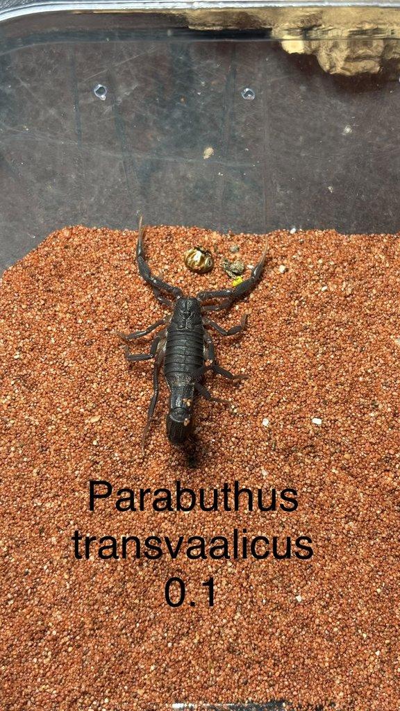 Štíři aktuální nabídka 21.4.