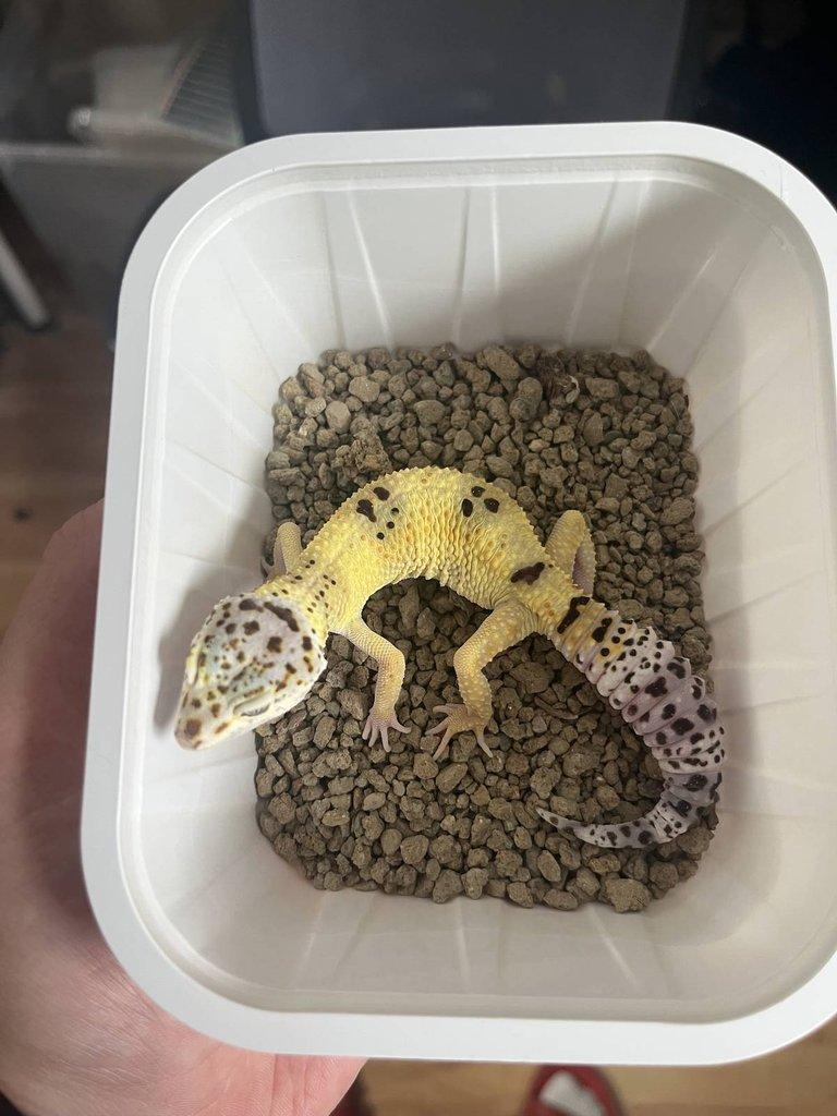 0.0.4 Phelsuma graandis HR