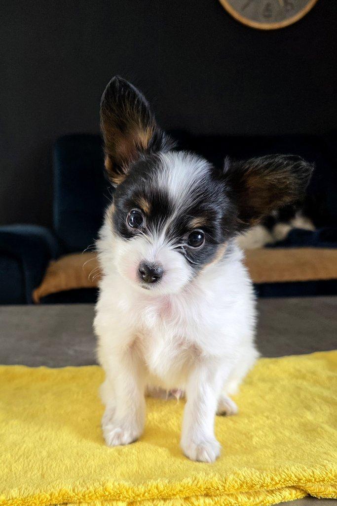 Papillon puppies