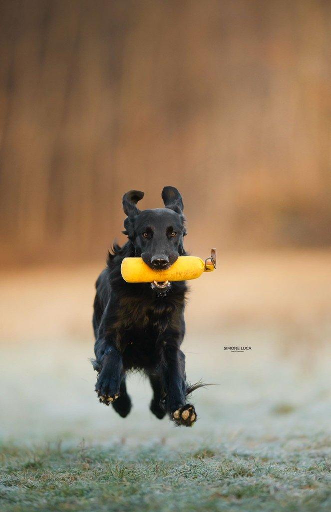 Štěňátka Flat Coated Retriever s PP