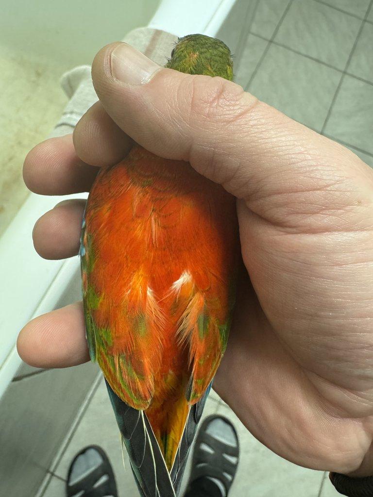 Neofémy tyrkysové rudoprsé opalíny