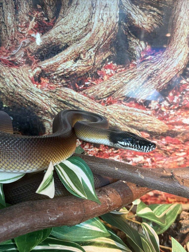 Prodám samce Leiopython albertisii