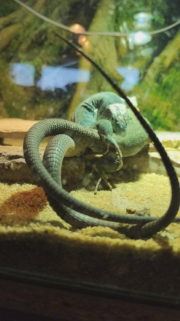 1.1 Timon lepidus Blue