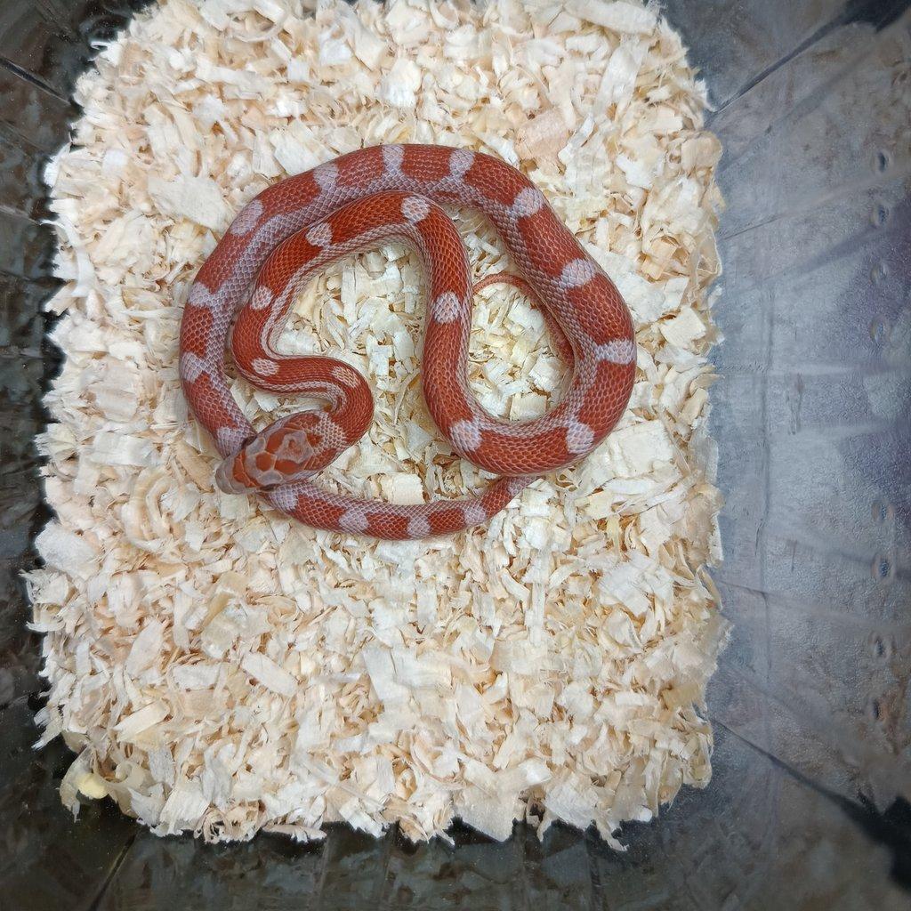 Užovka červená - Fauna trhy Ostrava 15.2.