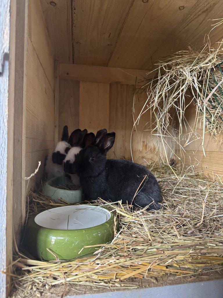 Prodám králíkárnu