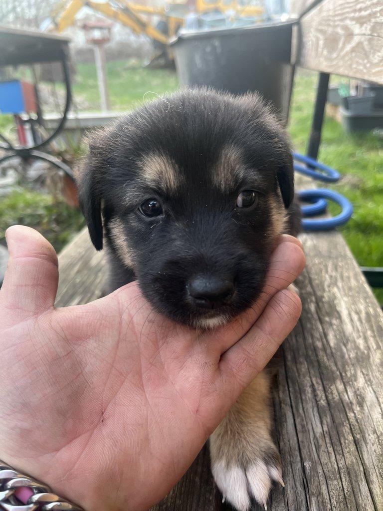 Prodám štěňátka