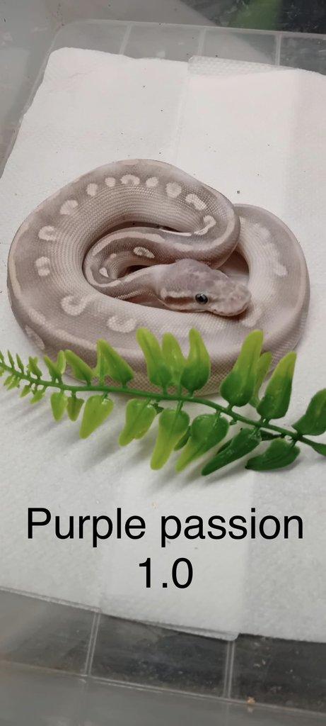 Krajta královská - aktuální nabídka 30.3