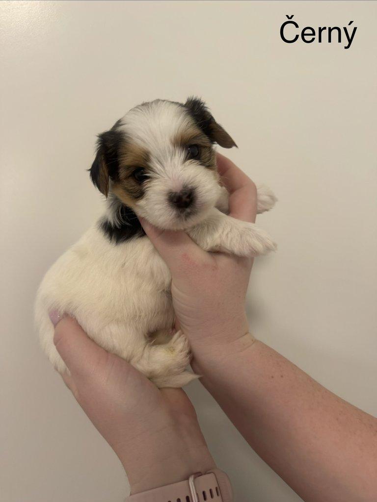Nabízím k rezervaci štěňátka biewer teriér bez PP