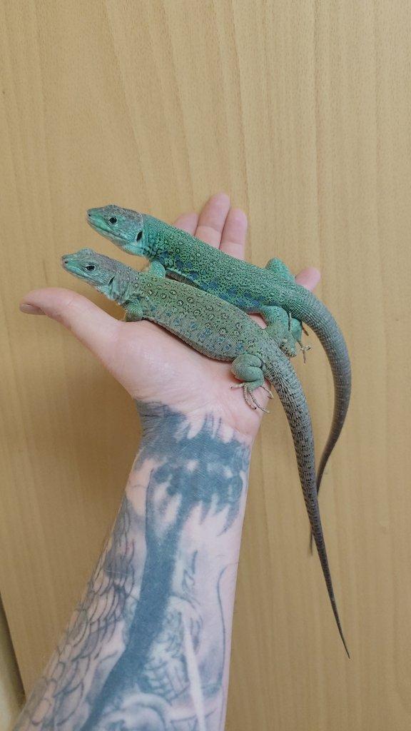 1.1 Timon lepidus Blue