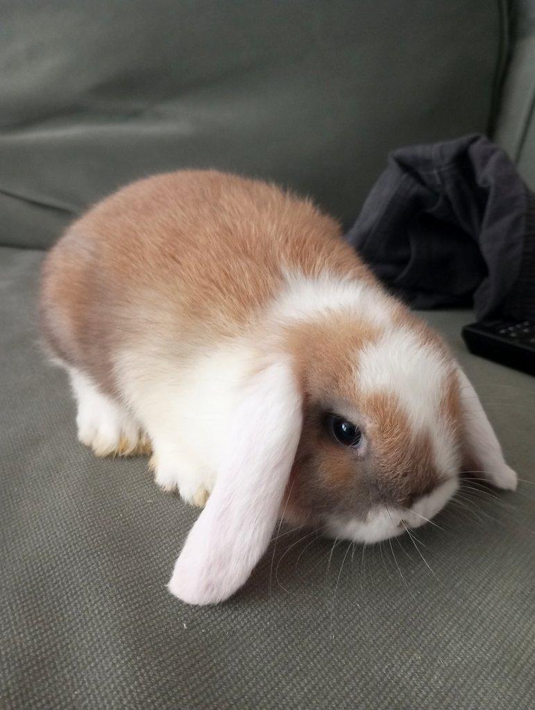 Zakrslý beránek králíček