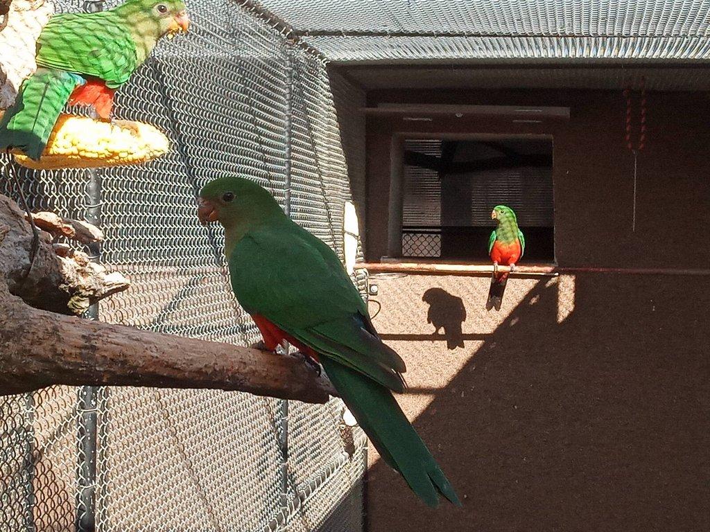 Papoušek královský