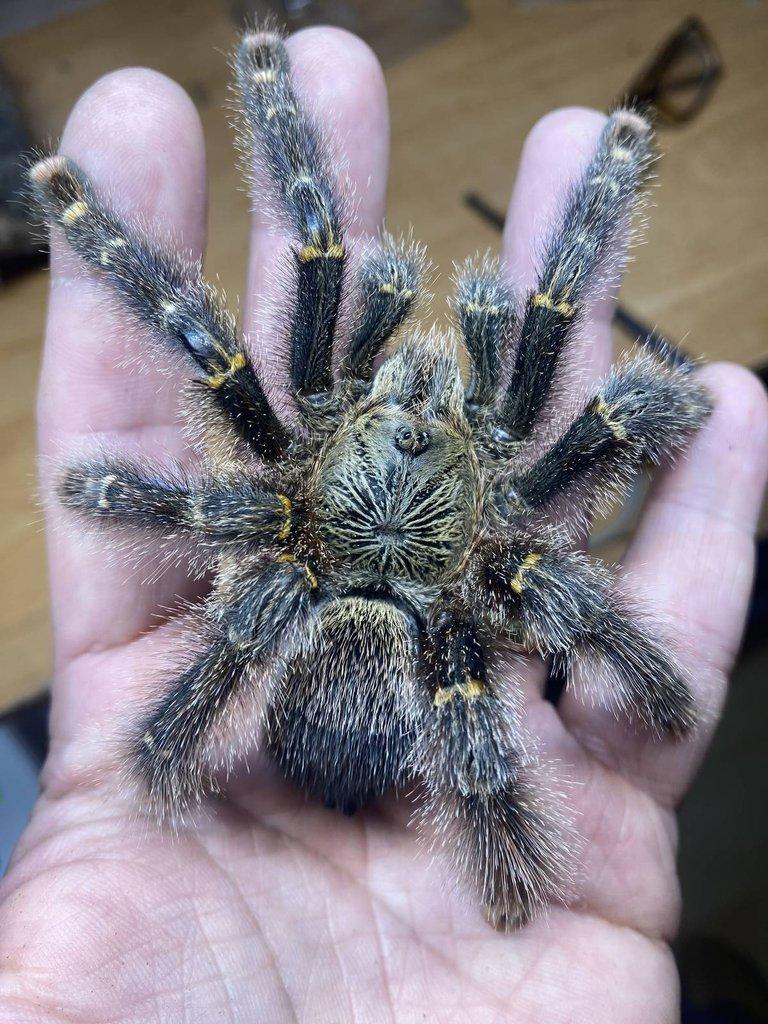 Živá exotika 7.2.026 - stůl: J08