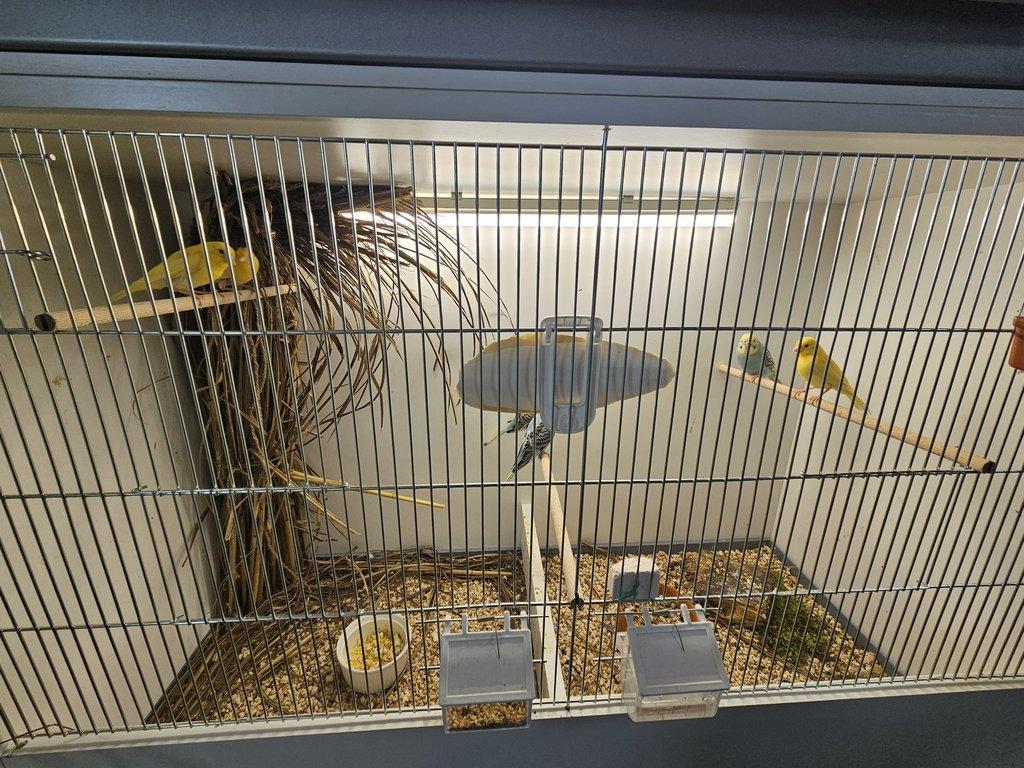 Prodám žluté kanáry