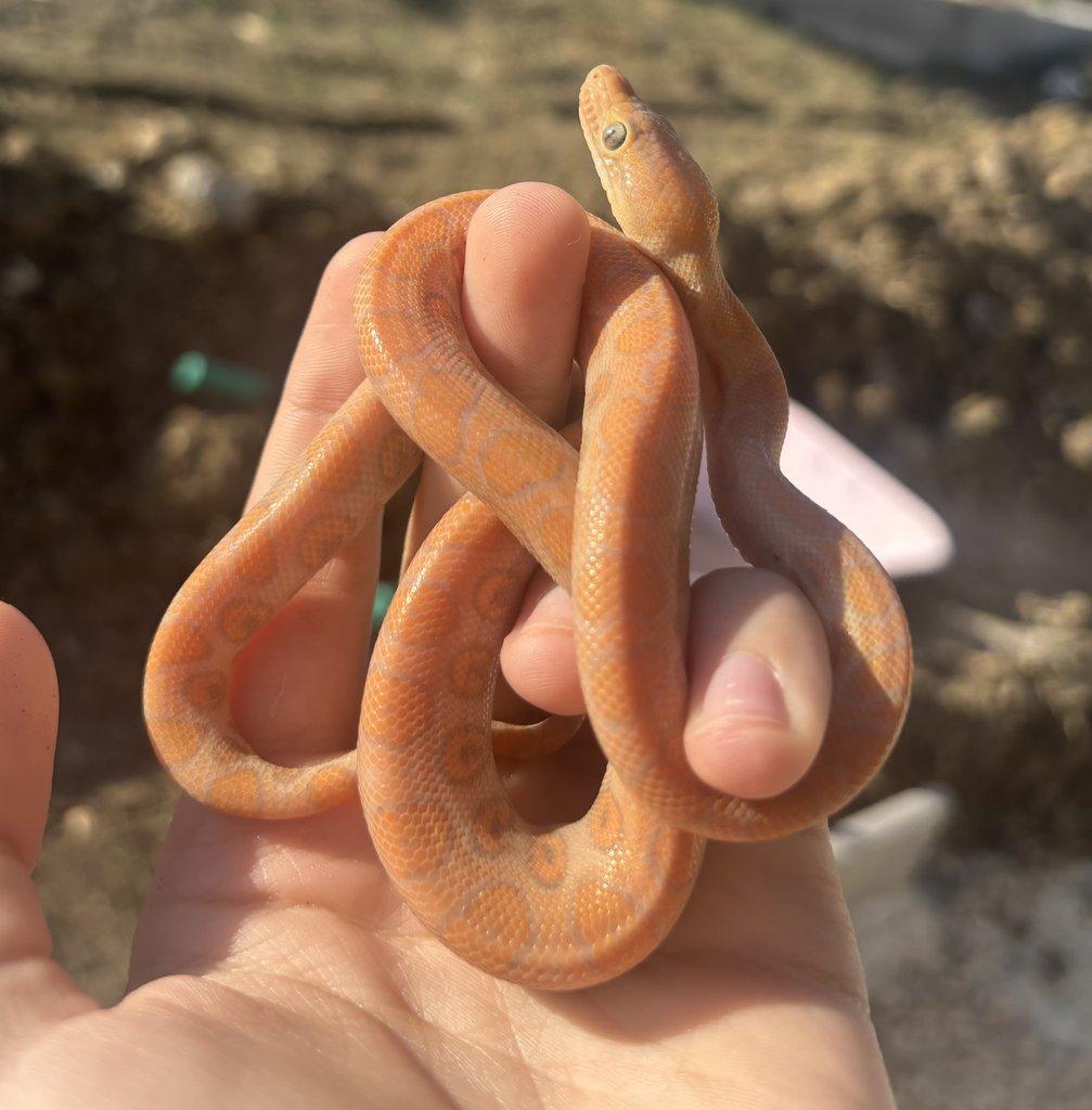 Epicrates c. cenchria caramel 1.1