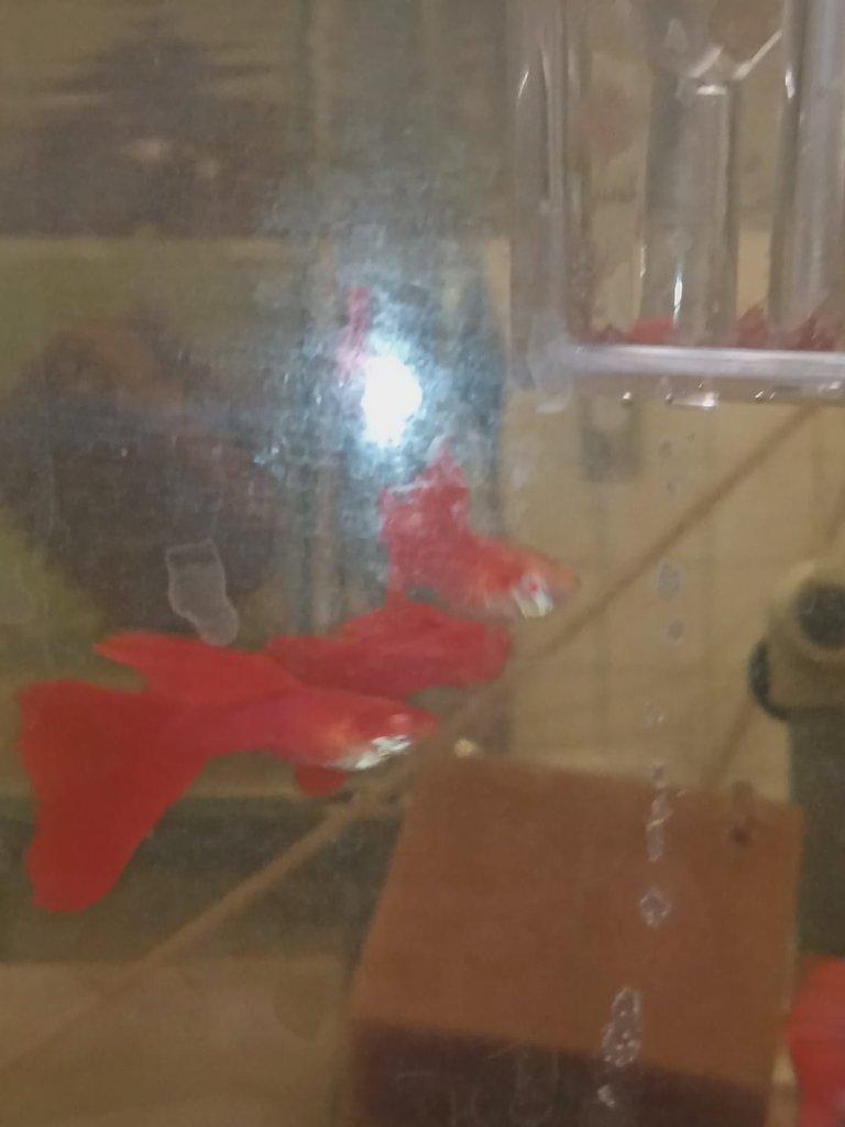 Paví očko Albino full red