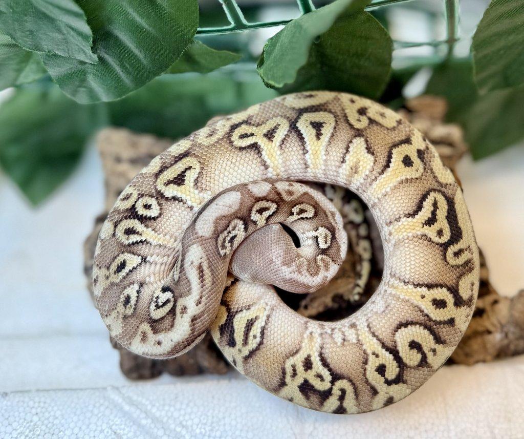 Zamluvené mohu vzít na Živou exotiku 17.1.26 - F18-F20