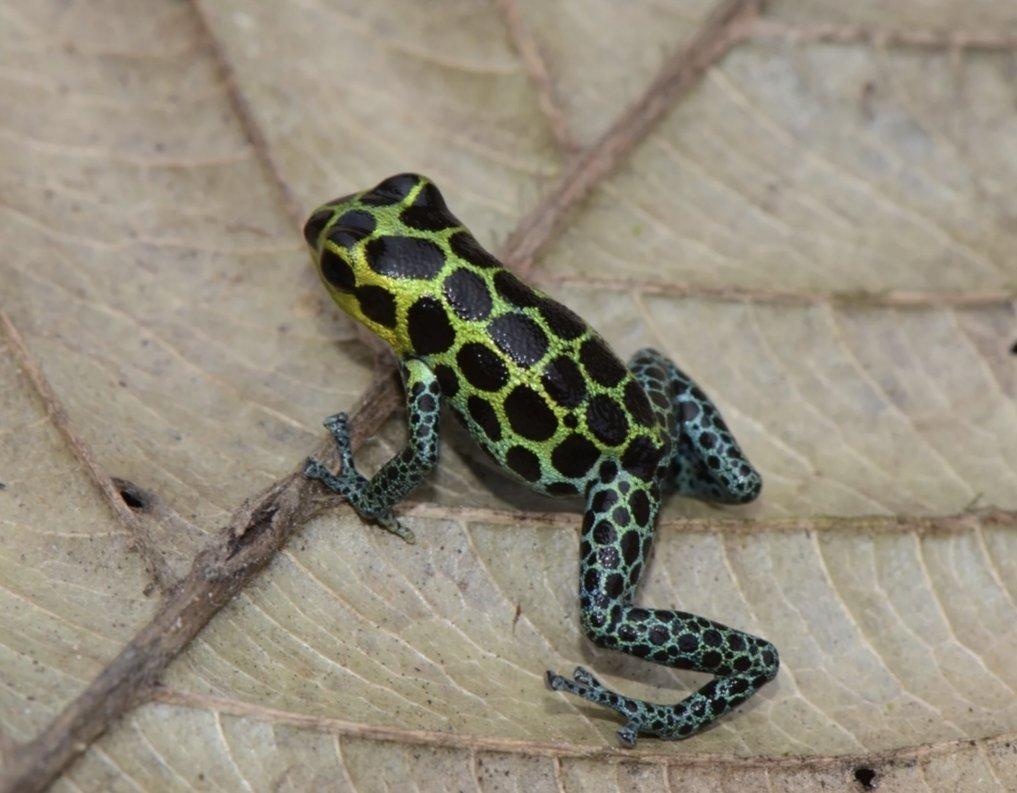 Koupím pralesničky klamavé Ranitomeya imitator