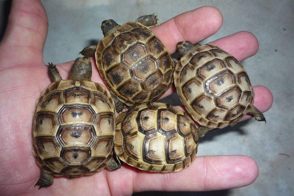 Suchozemská želva - mláďata želv žlutohnědých