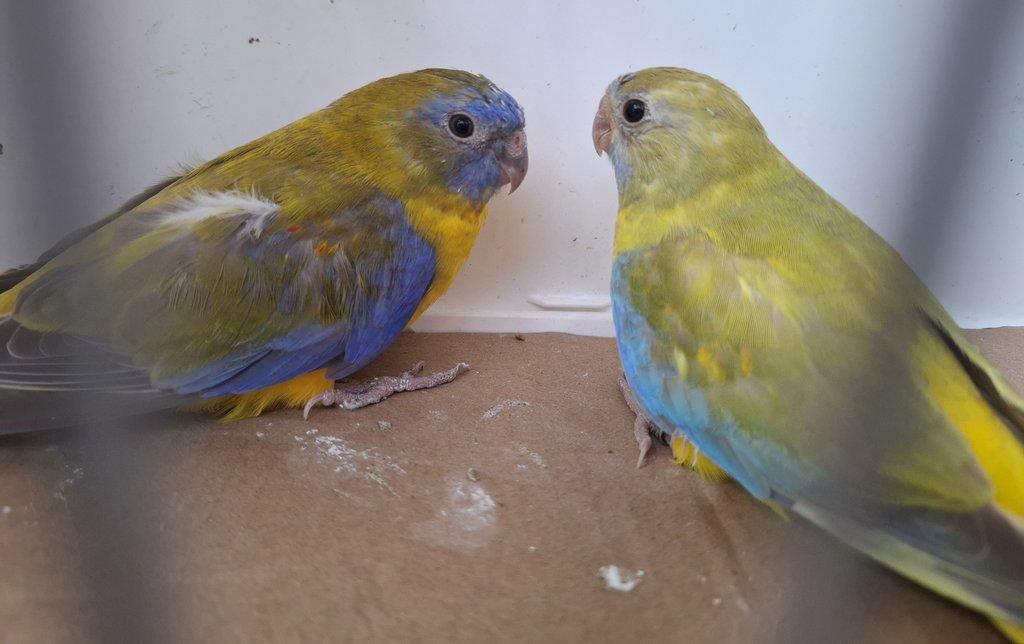 Neoféma tyrkysová žltobruchá