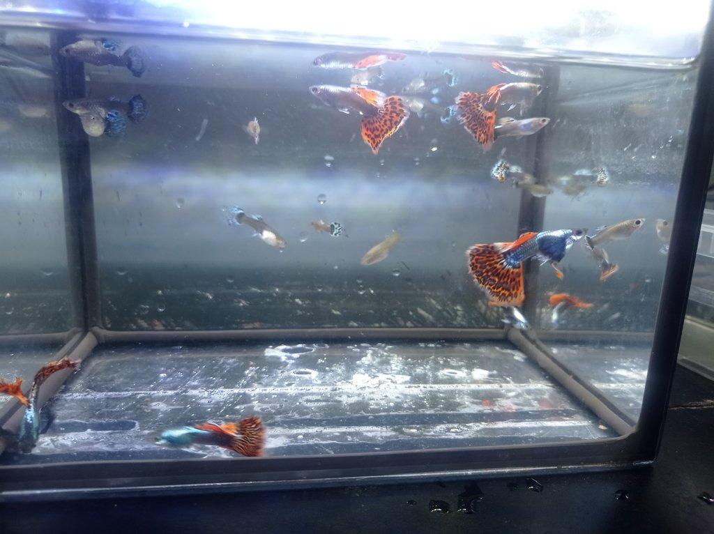 Poecilia reticulata - Red Mosaic Dumbo Ear