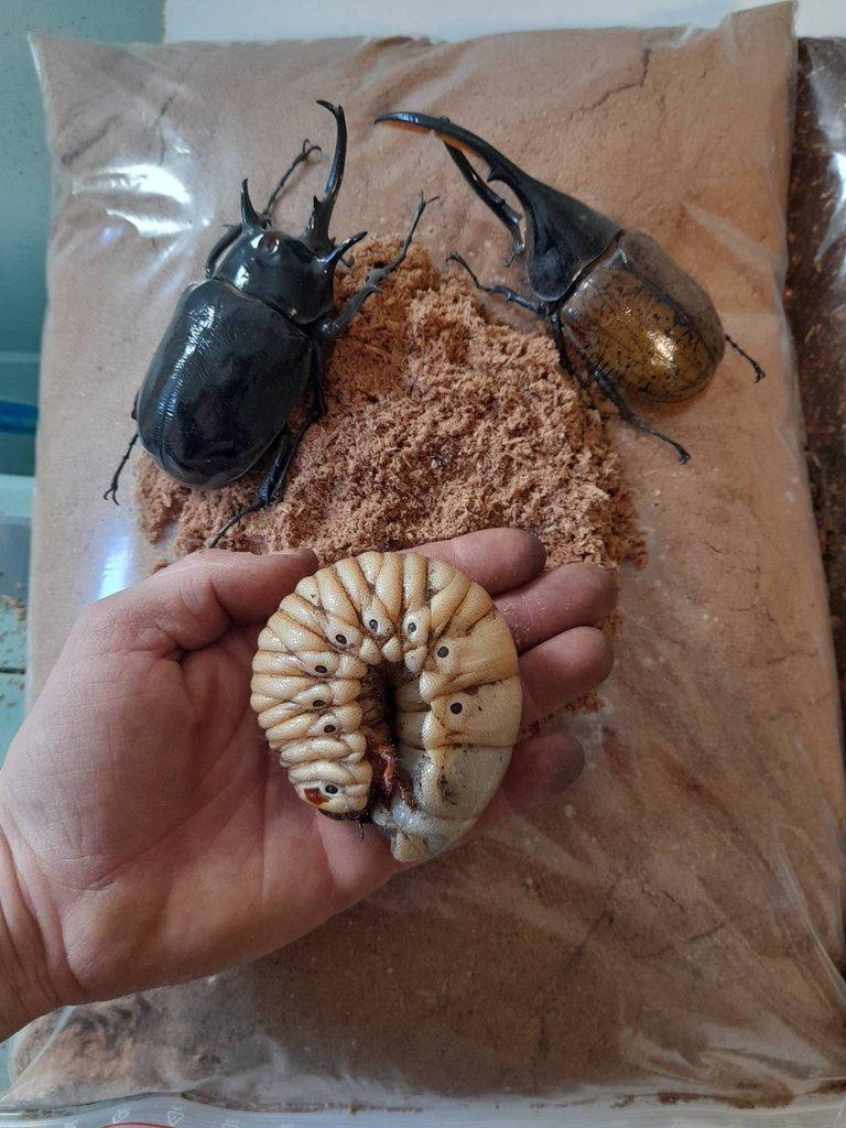 Flake soil + listovka/trouch