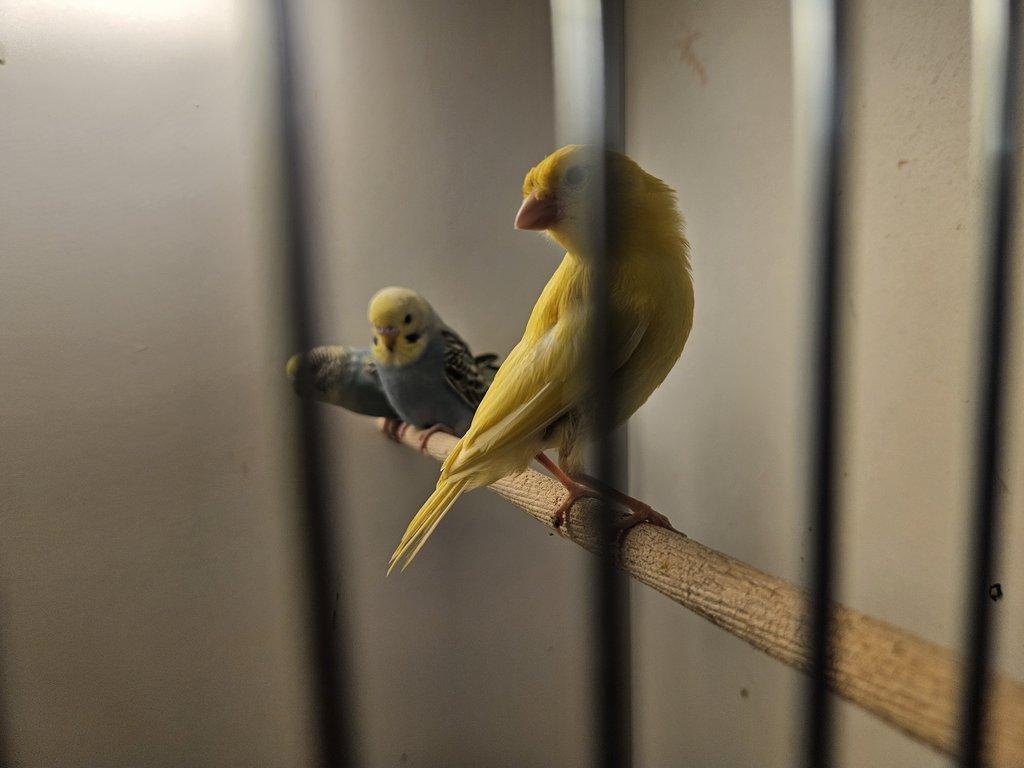 Prodám žluté kanáry