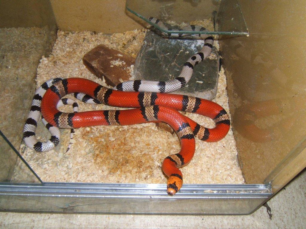 Korálovka honduraská /Lamprop,tr,hondurensis