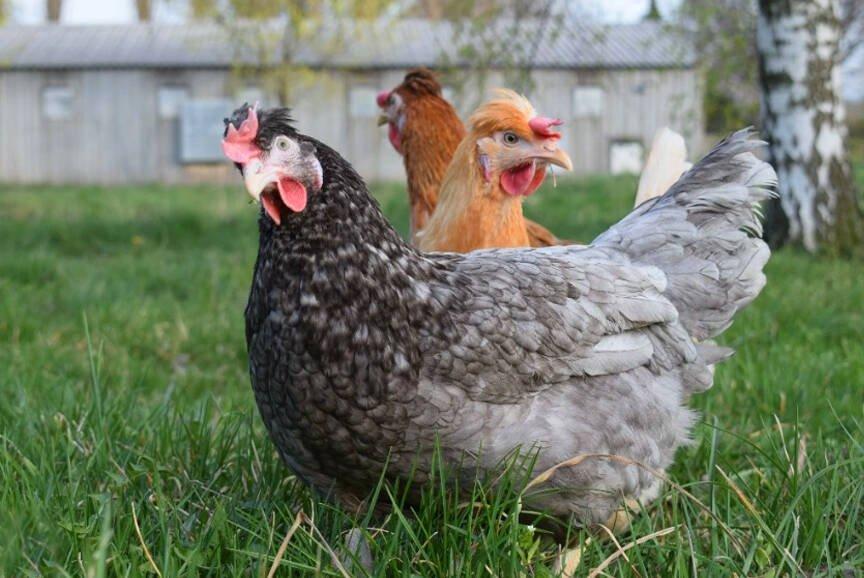 Slepice Nosnice Greenshell - snáší zdravá zelená, olivová a modrá vajíčka