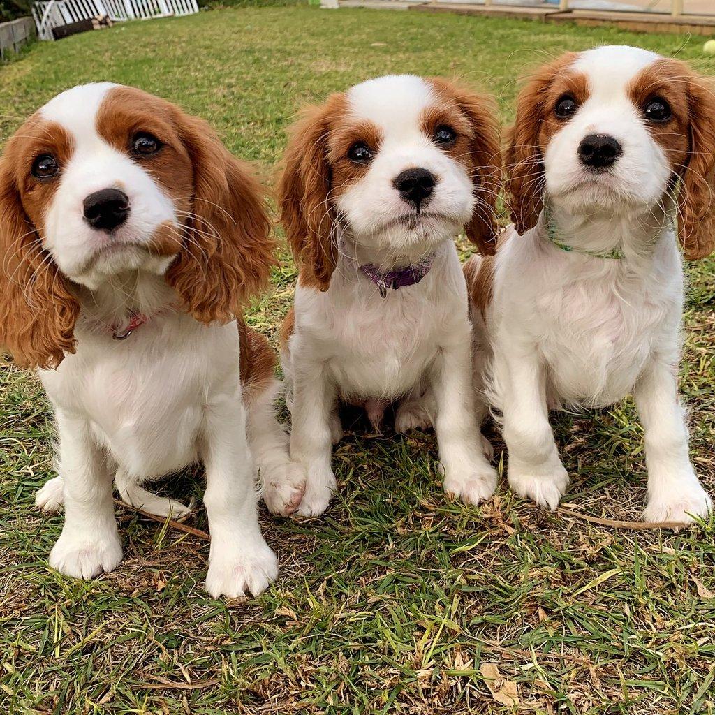 Kavalír King Charles španěl