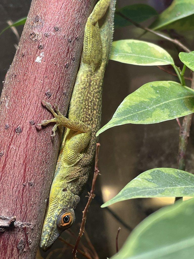 1,2 anolis desiradei