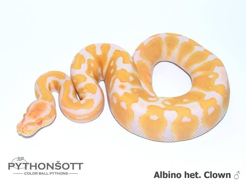 !!! UPRAVENÉ CENY !!! Krajta královská - mláďata