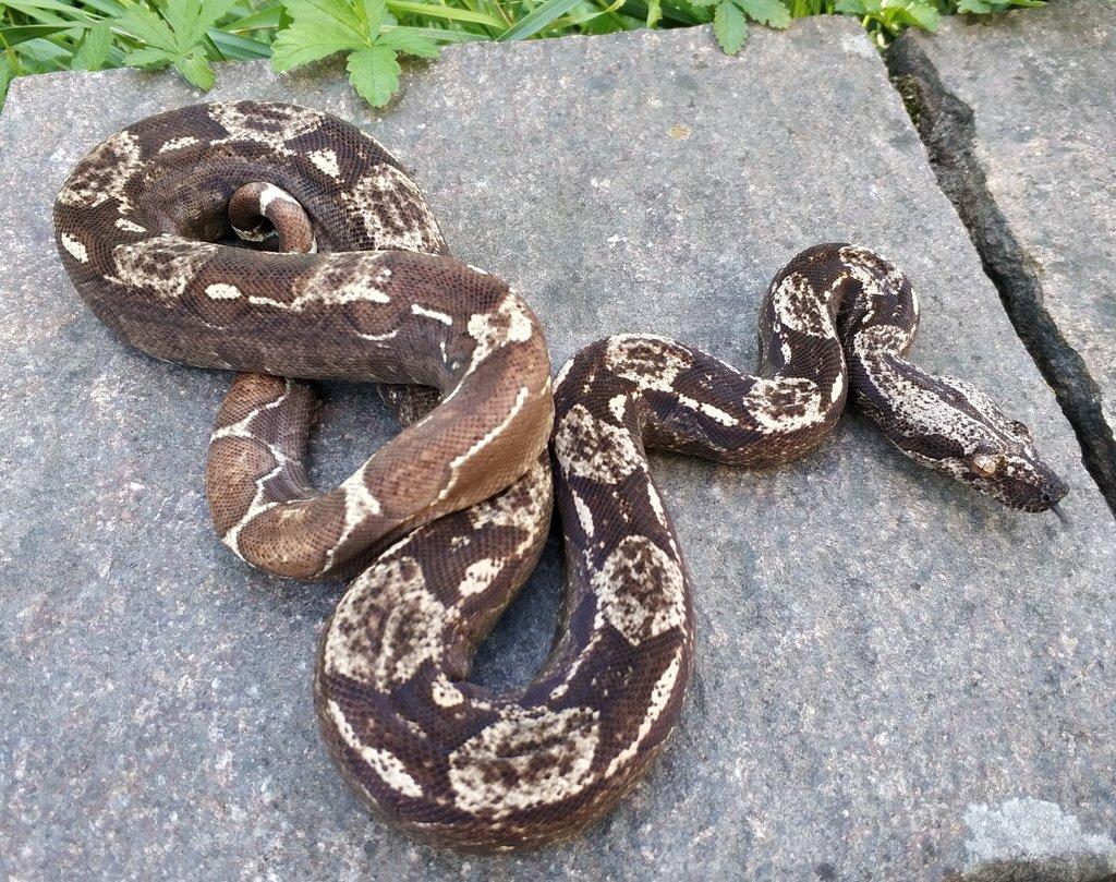 Boa imperator - Scoria Paradigm, IMG Arctic, IMG Paradigm