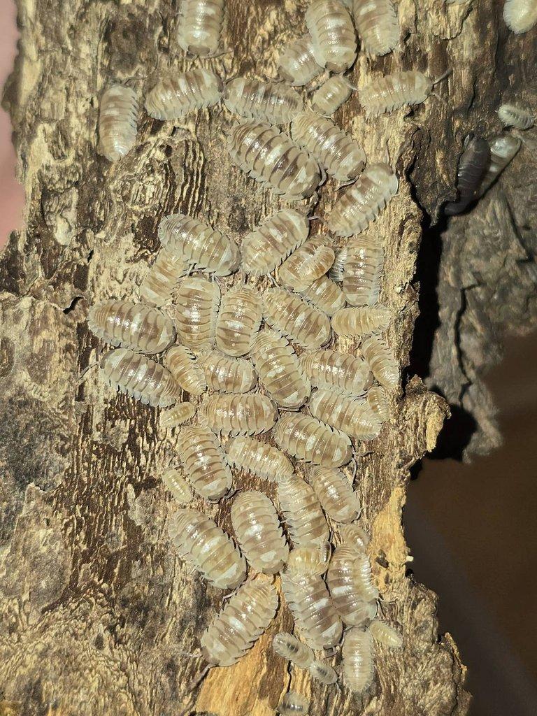 Armadillidium espanyoli "Marbelized"