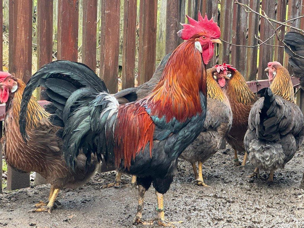 Vlaška koroptví - kohout