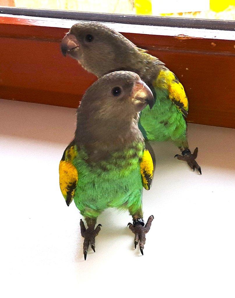 papoušek žlutotemenný (mayerův)