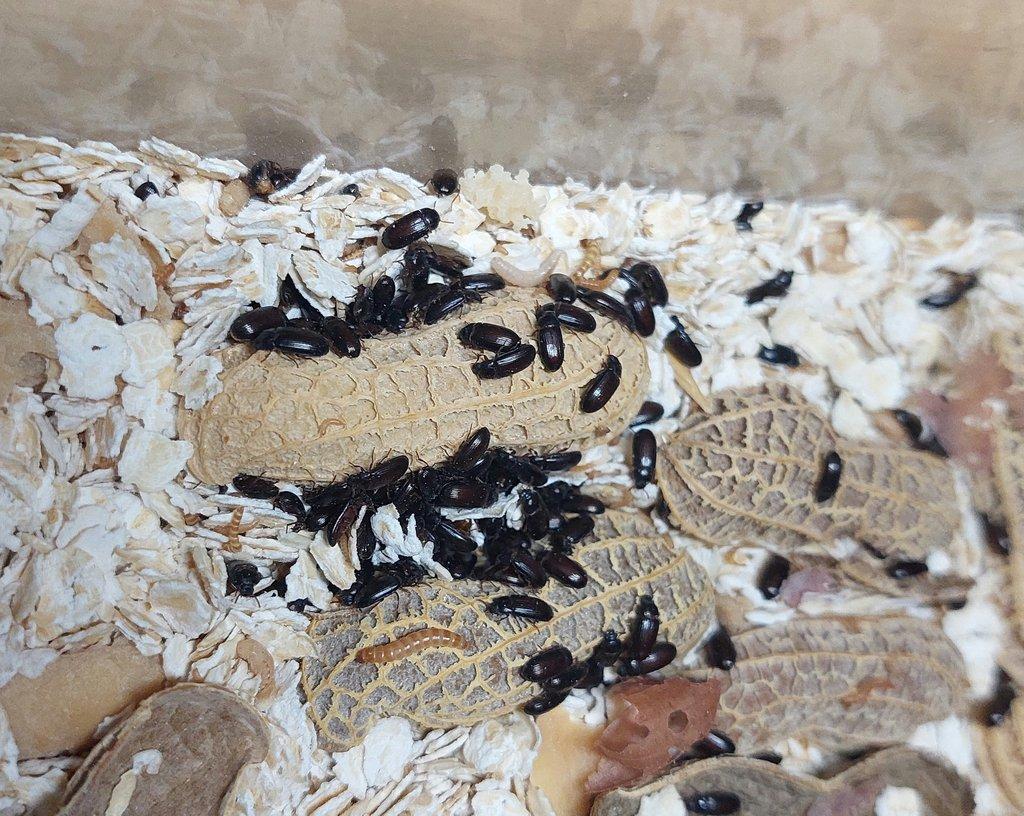 Ulomoides dermestoides ŽE 11.4.