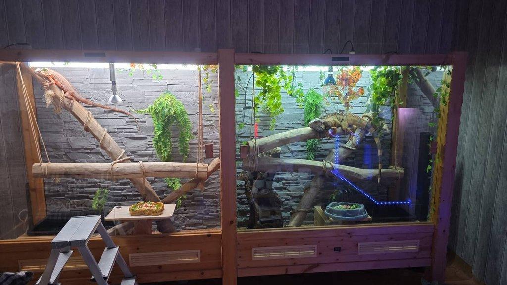 1,2 leguán zelený včetně terária.