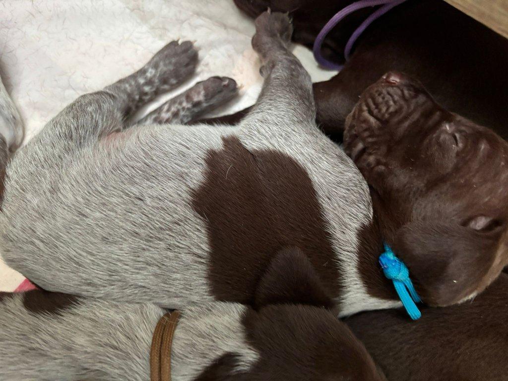 Německý krátkosrstý ohař - štěňata s PP