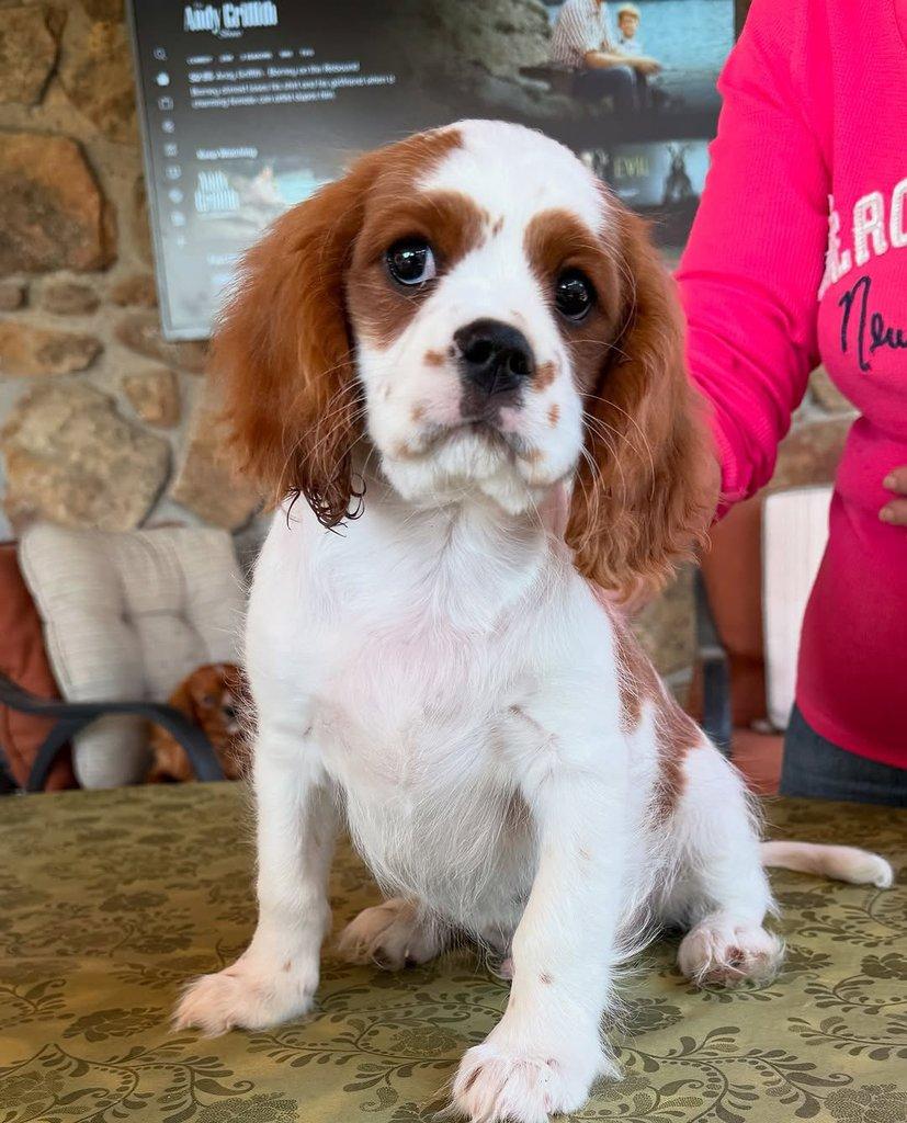 Kavalír King Charles španěl