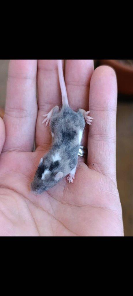 Barevné Fancy myšky