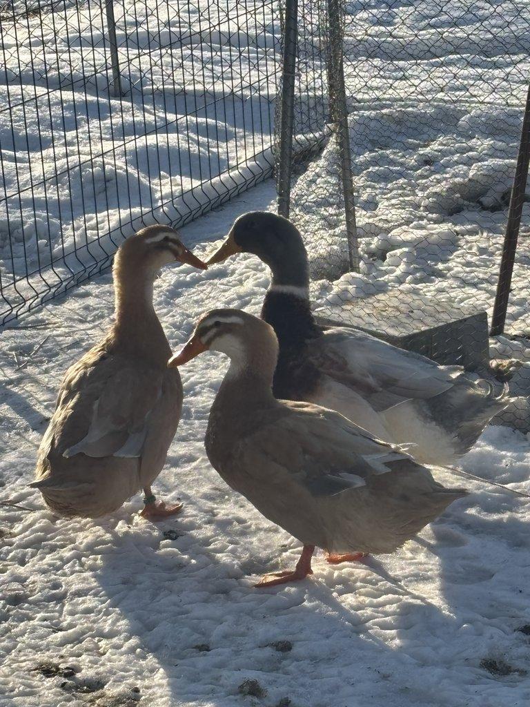 Násadové vejce kachny saské modro žluté divoké