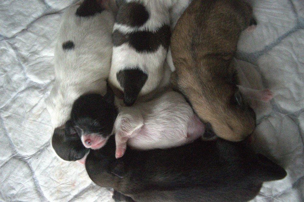 štěňata tibetského španěla