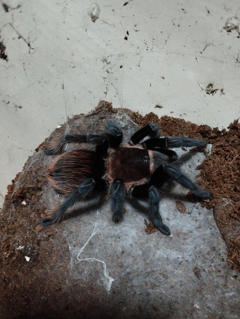 Tliltocatl ( Brachypelma ) vagans