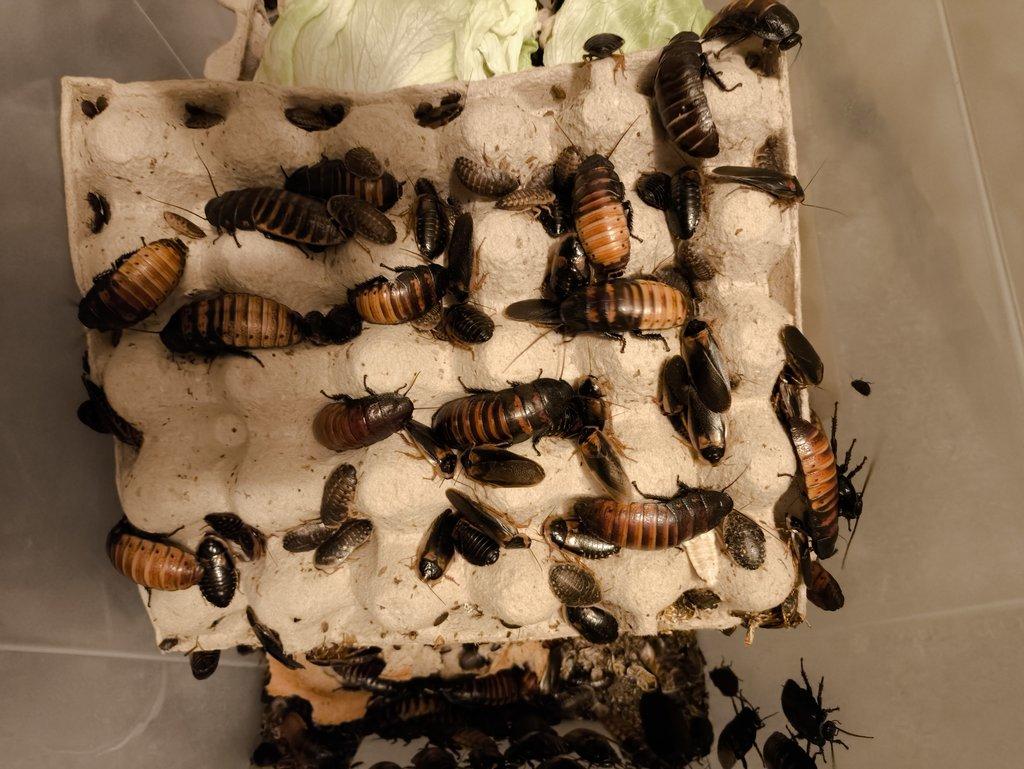 Šváb Argentínský (Blaptica dubia),Šváb madagaskarský