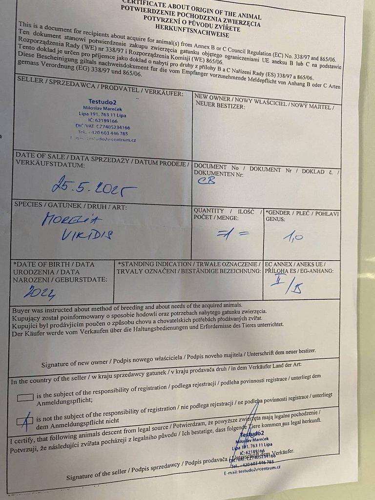 Krajta zelená morelia viridis