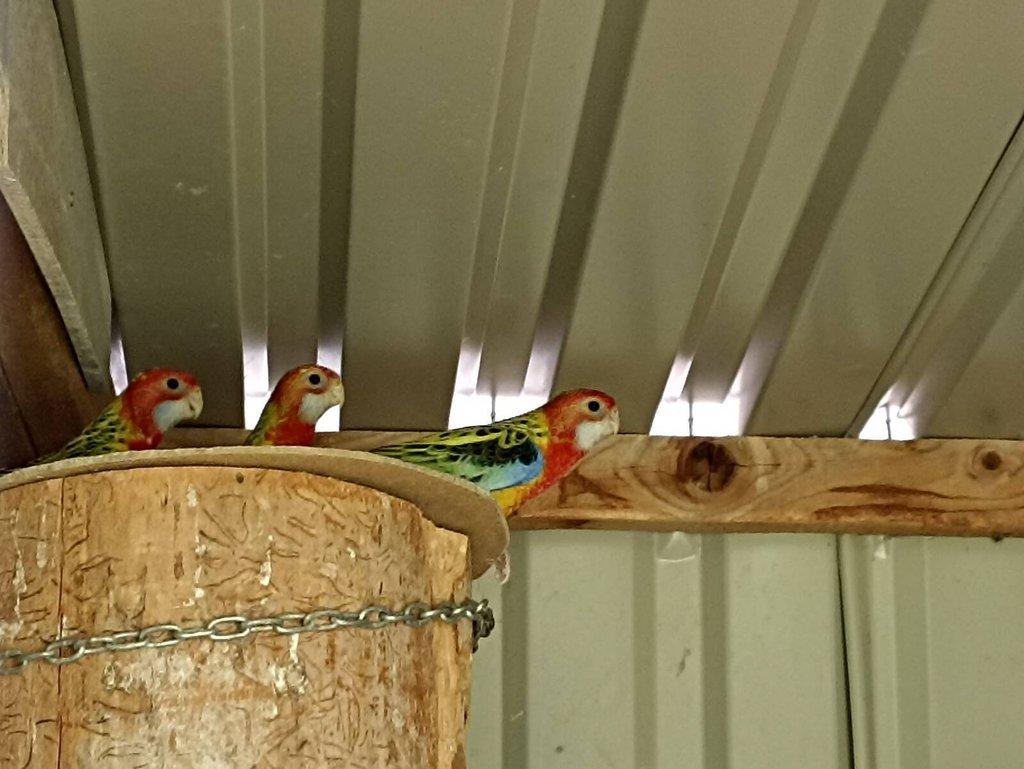 Rosely pestré -modrá, černá.