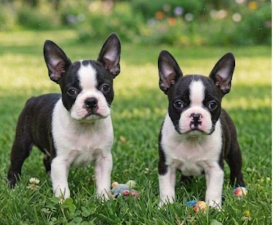 Bostonský teriér s PP FCI