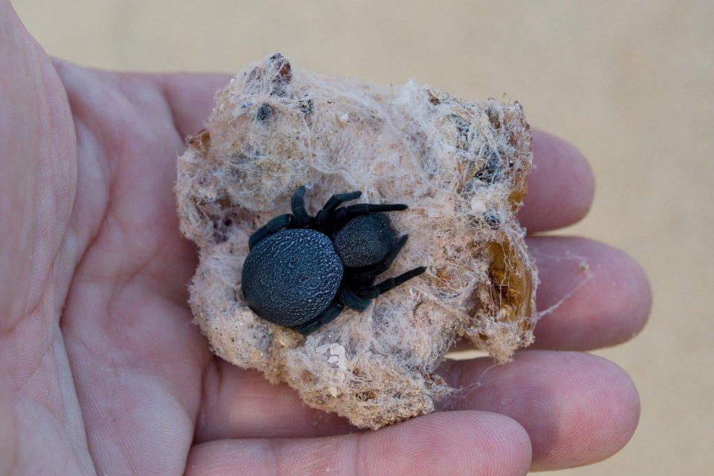 Největší afričtí stepnici