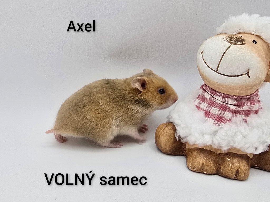 Kreček syrský s PP (chovatelská stanice)